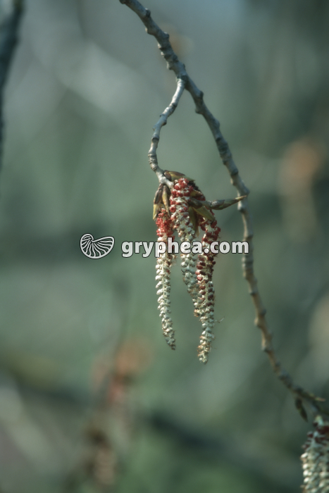 Peuplier blanc (Populus alba) - fleurs mâles (chatons) - gryphea.com